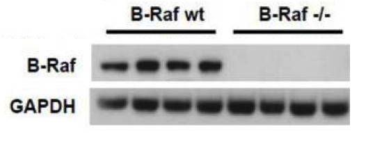Santa Cruz mouse monoclonal Raf-B antibody sc-5284 was validated in knockout mice figure 1