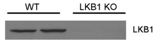 Santa Cruz mouse monoclonal LKB1 antibody sc-32245 was validated in knockout mice figure 1