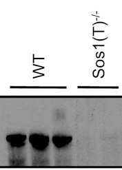 Santa Cruz rabbit polyclonal Sos1 and Sos2 antibodies and mouse monoclonal RasGRP1 antibody sc-8430 were examined in knockout mice figure 1