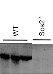 Santa Cruz rabbit polyclonal Sos1 and Sos2 antibodies and mouse monoclonal RasGRP1 antibody sc-8430 were examined in knockout mice figure 2