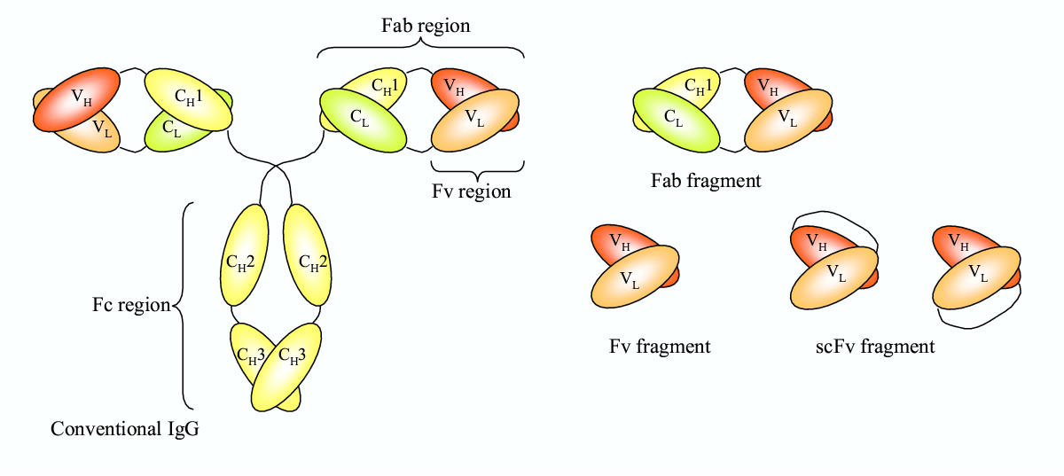 Estructura y fragmentos de anticuerpos Figura 1