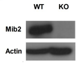 Mib2 antibody | Abnova H00142678-M01A | knockout validation figure 1