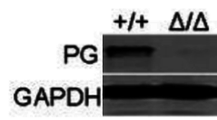 plakoglobin antibody  | knockout validation | BD 610253 figure 1