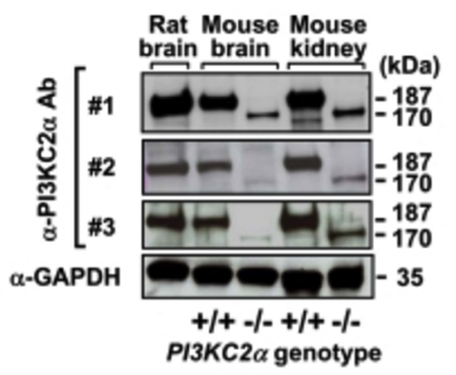 PI3KC2alpha antibody | knockout validation | BD Biosciences 611046 | Santa Cruz Biotechnology sc-67306 figure 1
