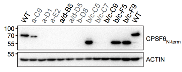 CPSF6 antibody | knockout validation | Abcam ab175237 | Bethyl Laboratories A301-358A figure 1