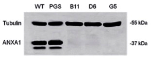 annexin A1 antibody | knockout validation | Invitrogen 71–3400 figure 1