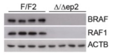 RAF1 antibody | knockout validation | Santa Cruz sc-133 figure 1