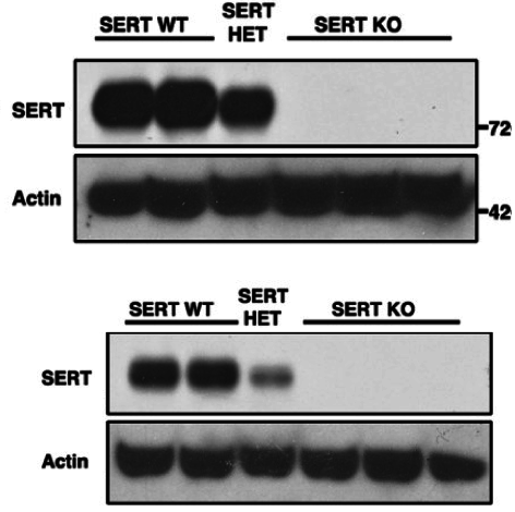 5-HTT antibody | knockout validation | Frontier Institute HTT-GP-Af1400 figure 1