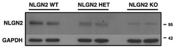 NLGN2/3 antibody | knockout examination | Synaptic Systems 129211 figure 1