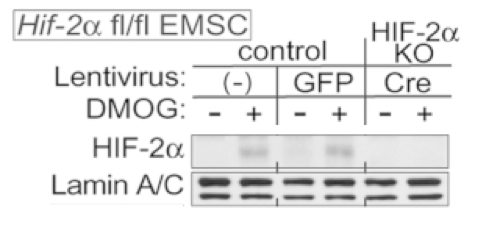 HIF-2alpha antibody | knockout validation | Novus Biologicals NB100-122 figure 1