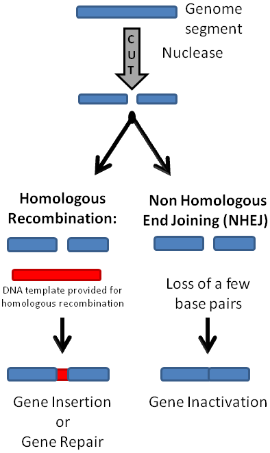 CRISPR and Genomic Engineering figure 1