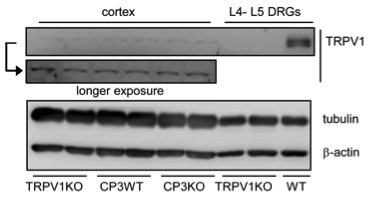 TRPV1 antibody | knockout examination | Santa Cruz Biotechnology sc-12498 figure 2