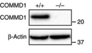 COMMD1 antibody | knockout validation | Proteintech 11938-1-AP figure 1