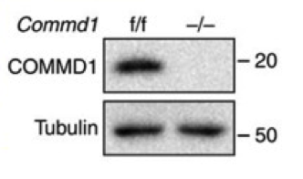 COMMD1 antibody | knockout validation | Proteintech 11938-1-AP figure 2