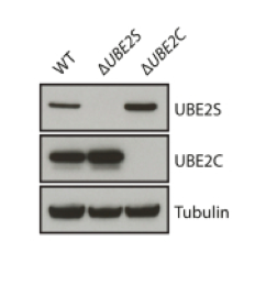 UBE2S antibody | knockout validation | Abnova PAB1701 figure 1