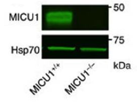 MICU1 antibody | knockout validation | Sigma HPA037480 figure 1