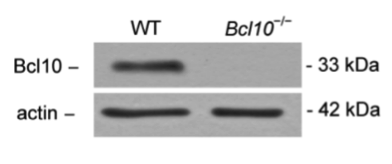 Bcl10 antibody | knockout validation | Santa Cruz Biotechnology sc-5611 figure 1