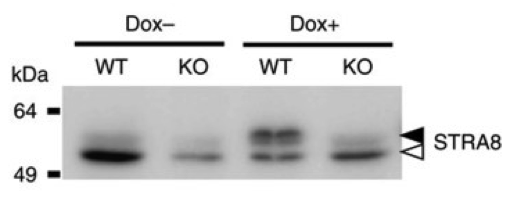 STRA8 antibody | knockout examination | Abcam ab49602 figure 1