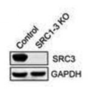 SRC-3 antibody | knockout validation | Cell Signaling 2126 figure 2