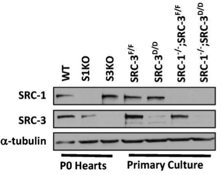 SRC-3 antibody | knockout validation | Cell Signaling 2126 figure 3