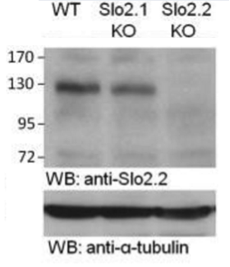 mSlo2.2 antibody | knockout validation | Neuromab 75-051 figure 1