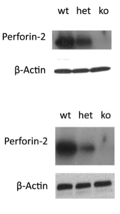 Mpeg1 antibody | knockout validation | Abcam ab25146 figure 1