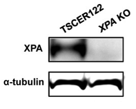 XPA antibody | knockout validation | Abcam ab2352 figure 1