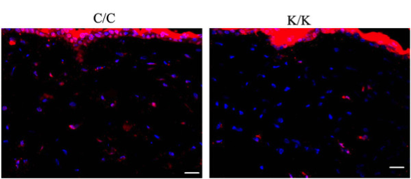 PPARg antibody | knockout validation | Santa Cruz Biotechnology sc-7196 figure 1