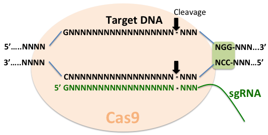 Current Approaches in C. elegans Research figure 1