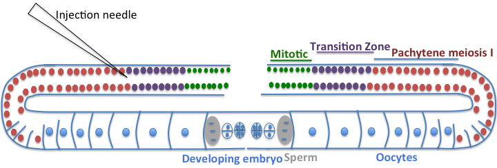 Current Approaches in C. elegans Research figure 3