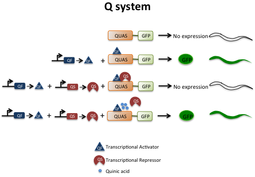Current Approaches in C. elegans Research figure 4