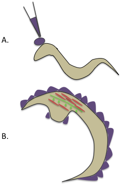 Current Approaches in C. elegans Research figure 5
