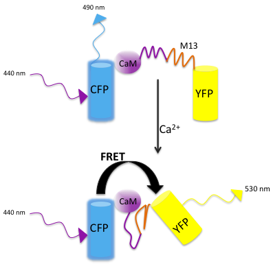 Current Approaches in C. elegans Research figure 6