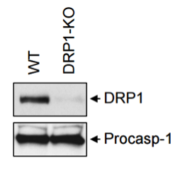 DRP1 antibody | knockout validation | BD Biosciences 611738 figure 1