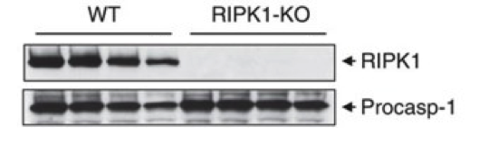 RIPK1 antibody | knockout validation | BD Biosciences 610459 figure 1