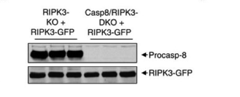 caspase-8 antibody | knockout validation | Enzo ALX-804-447-C100 figure 1