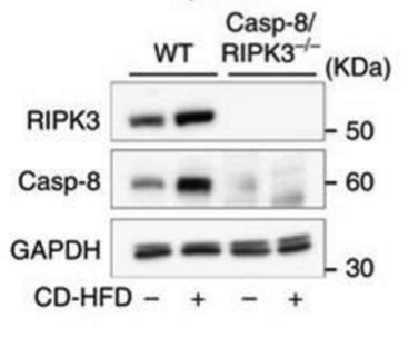 caspase-8 antibody | knockout validation | Enzo ALX-804-447-C100 figure 2