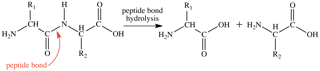 蛋白酶抑制剂 图 1