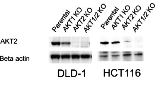 AKT2 antibody | knockout validation | Santa Cruz Biotechnology sc-5270 figure 1