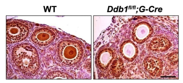 DDB1 antibody | knockout validation | Bethyl IHC-0013401 figure 1