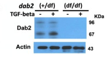 Dab2 antibody | knockout validation | BD Transduction Laboratories 610465 figure 1