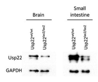 Usp22 antibody | knockout examination | Santa Cruz sc-390585 figure 1