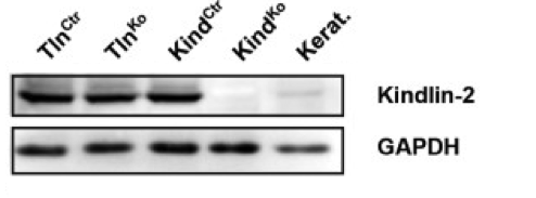 kindlin-2 antibody | knockout validation | Millipore MAB2617 figure 1