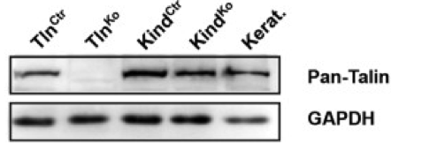 talin antibody | knockout validation | Sigma T3287 figure 1