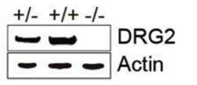 DRG2 antibody | knockout validation | Sigma-Aldrich GW22260A figure 1