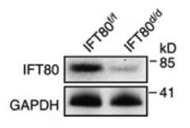 IFT80 antibody | knockout validation | Abnova PAB15842 figure 1