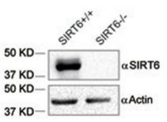 SIRT6 antibody | knockout validation | Cell Signaling Technology 12486 figure 1