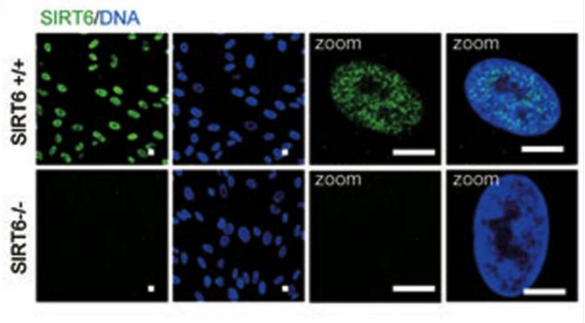 SIRT6 antibody | knockout validation | Cell Signaling Technology 12486 figure 2