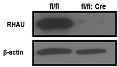 RHAU antibody | knockout validation | Protein Technologies 13159-1-AP figure 1