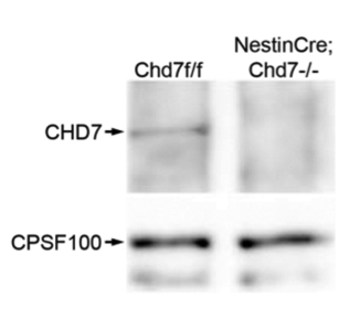 CHD7 antibody | knockout validation | Abcam ab31824 figure 1